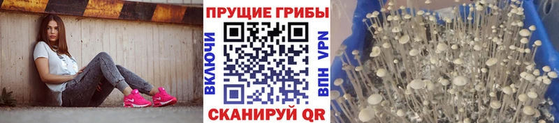 Галлюциногенные грибы мицелий  Новый Оскол 